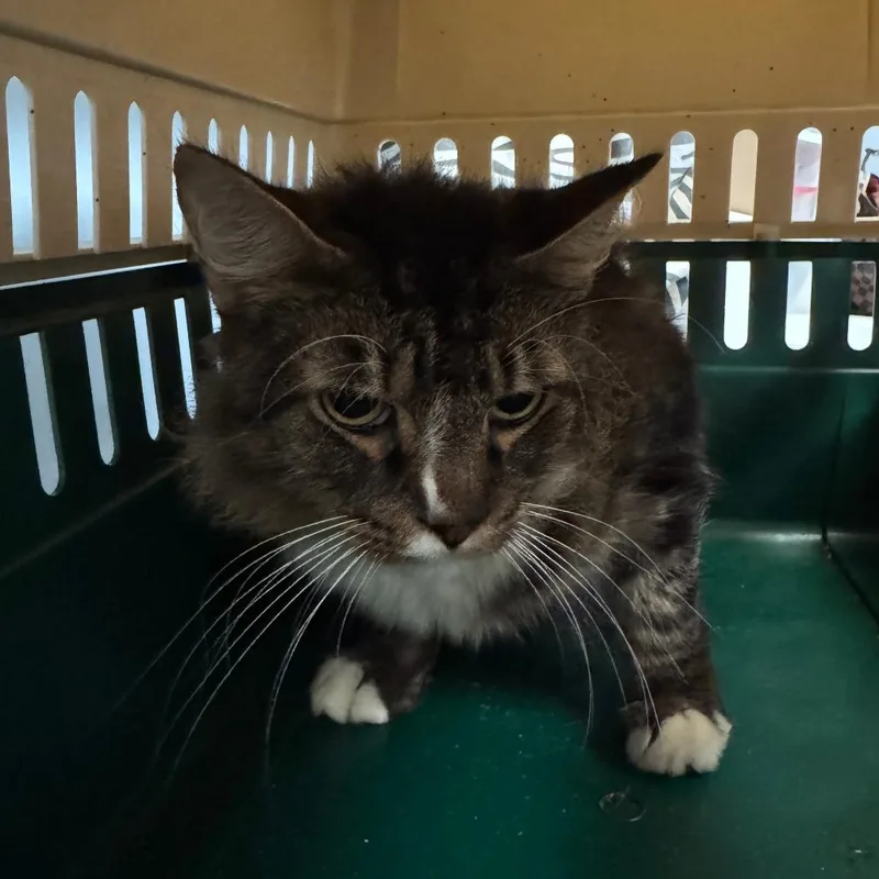 A senior small-sized male Domestic Medium Hair cat named Bruce Lee for adoption in Columbus, GA