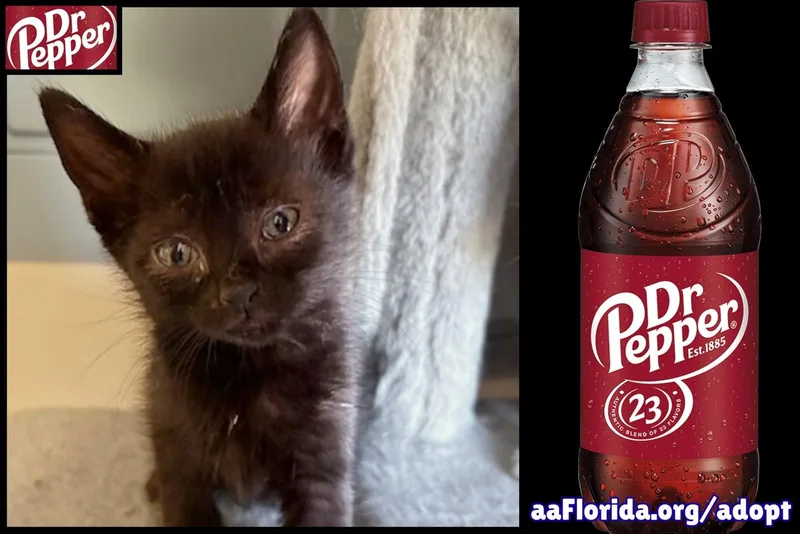 A young medium-sized male Black Domestic Short Hair cat named Dr. Pepper for adoption in Pensacola, FL