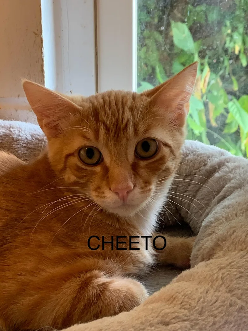 A young medium-sized male Orange / Red Domestic Short Hair cat named Cheeto for adoption in Saint Charles, MO