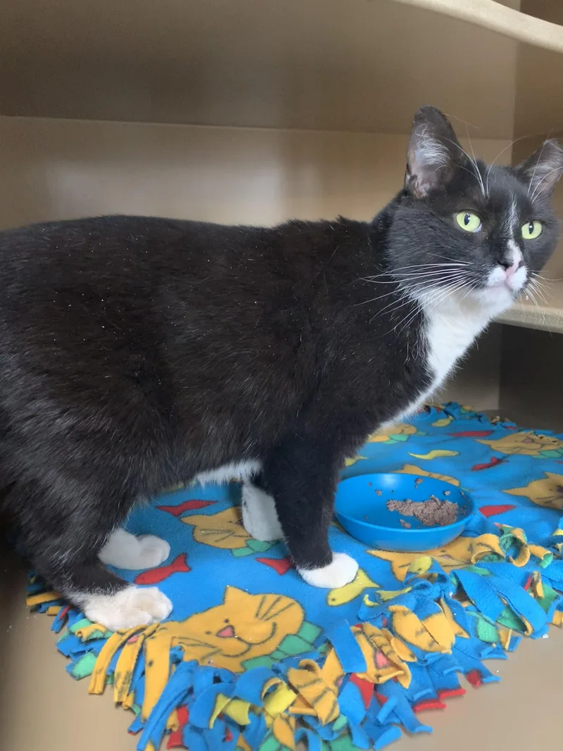 An adult medium-sized female Black & White / Tuxedo Domestic Short Hair cat named Plum for adoption in Bisbee, AZ