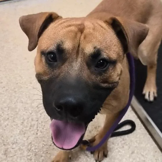A young medium-sized male Yellow / Tan / Blond / Fawn Boxer dog named Rodeo for adoption in Reno, NV