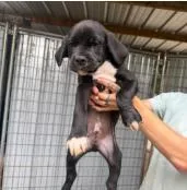 A baby medium-sized male Mixed Breed dog named Domino for adoption in West Chester, PA