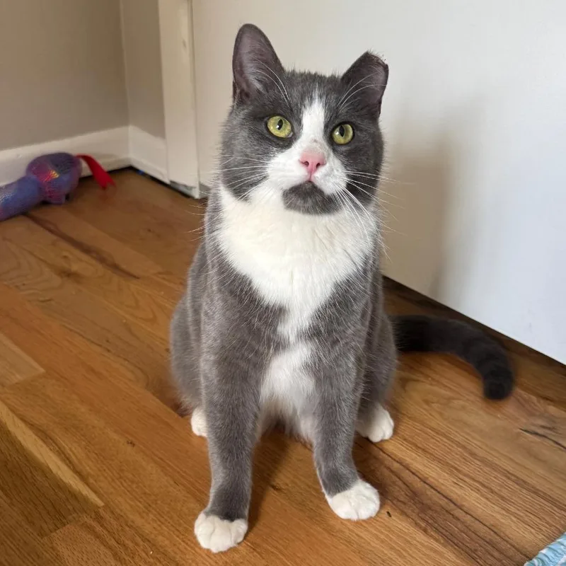 A young small-sized male Gray / Blue / Silver Domestic Short Hair cat named Milano for adoption in Laramie, WY