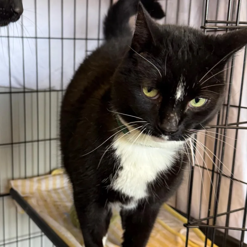 An adult large-sized male Black Domestic Short Hair cat named Boots for adoption in Normal, IL