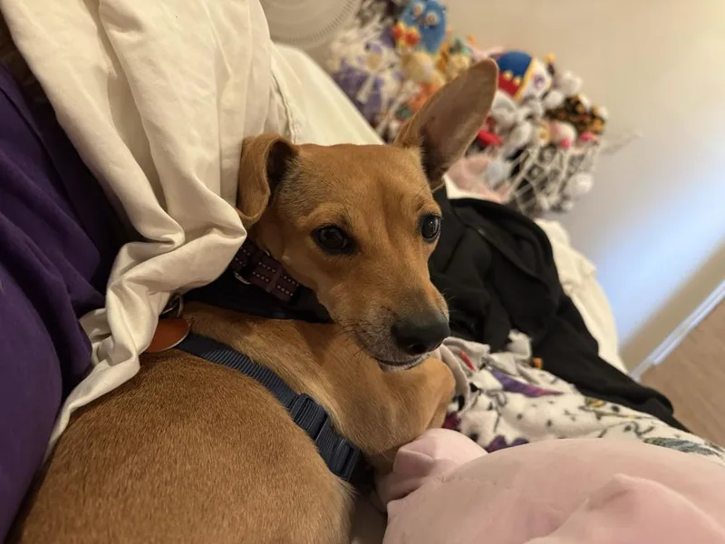 An adult small-sized female Brown / Chocolate Chihuahua dog named Harlow for adoption in San Diego, CA
