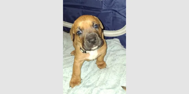 A baby small-sized male Yellow / Tan / Blond / Fawn Boxer dog named Penleigh Puppy  Han for adoption in Hewitt, TX