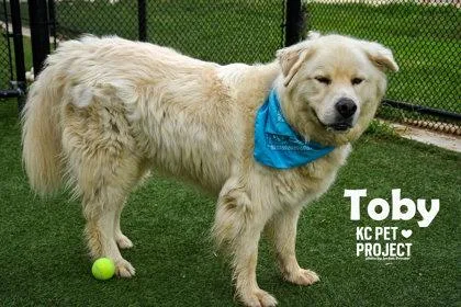 Toby thumbnail 2