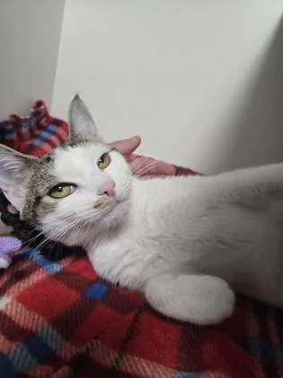 A young medium-sized female Domestic Short Hair cat named Cha Cha for adoption in Savannah, GA