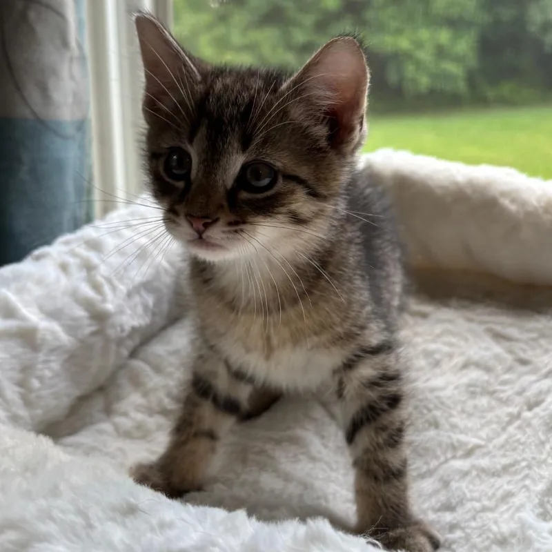 A baby small-sized male Brown / Chocolate Domestic Short Hair cat named Oakley In Spring Grove for adoption in Alexandria, VA