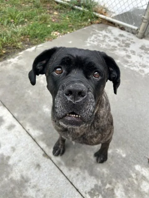 An adult extra large-sized female Bullmastiff dog named Padme for adoption in Olathe, KS
