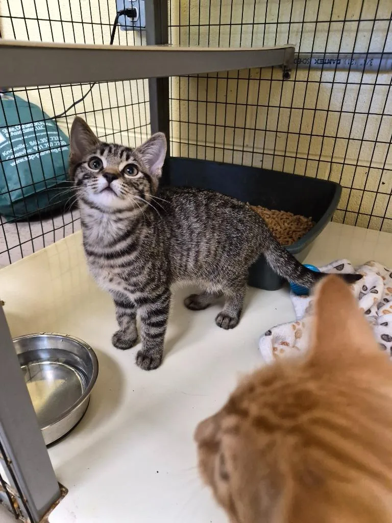 A baby small-sized female Domestic Short Hair cat named Reba for adoption in Crossville, TN