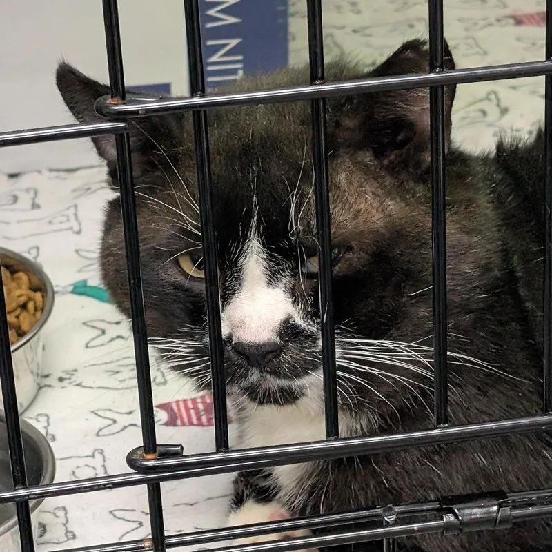 A senior large-sized male Domestic Short Hair cat named Bronze for adoption in Tacoma, WA