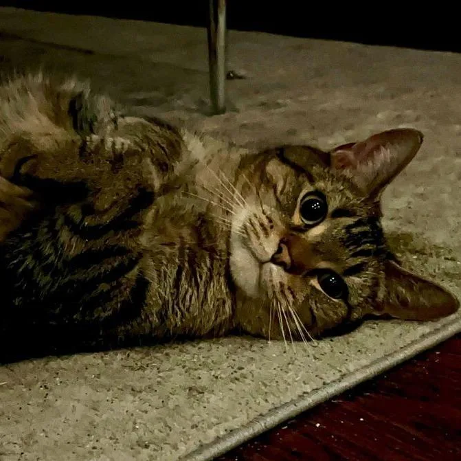 An adult large-sized male Gray / Blue / Silver Domestic Short Hair cat named Buddy for adoption in Chicago, IL