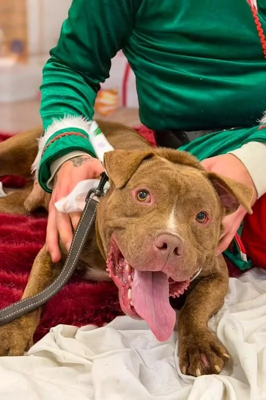 An adult medium-sized male Mixed Breed dog named Clee for adoption in Miamitown, OH
