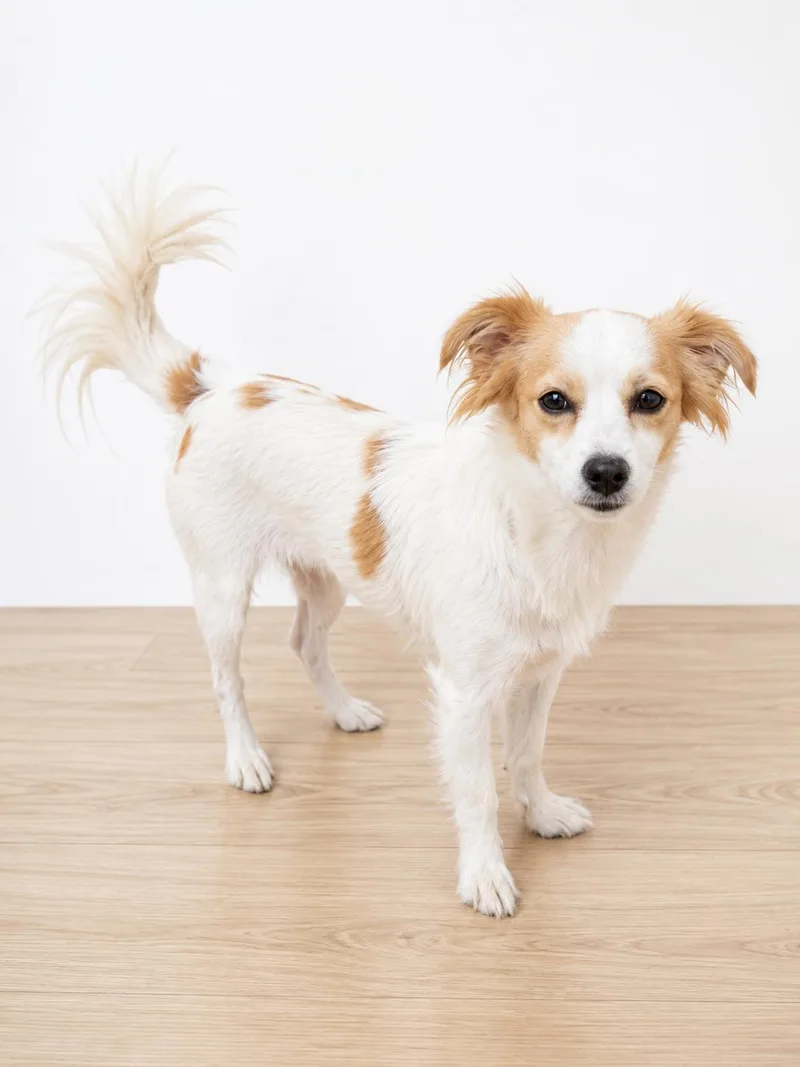 A young small-sized female Papillon dog named Bonnie for adoption in Corona, CA