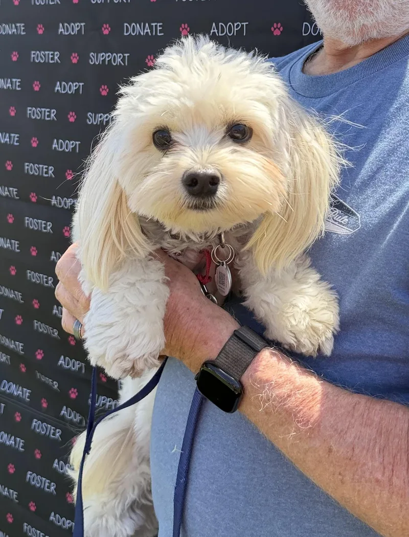 A young small-sized male White / Cream Maltese dog named Toby for adoption in Corona Del Mar, CA
