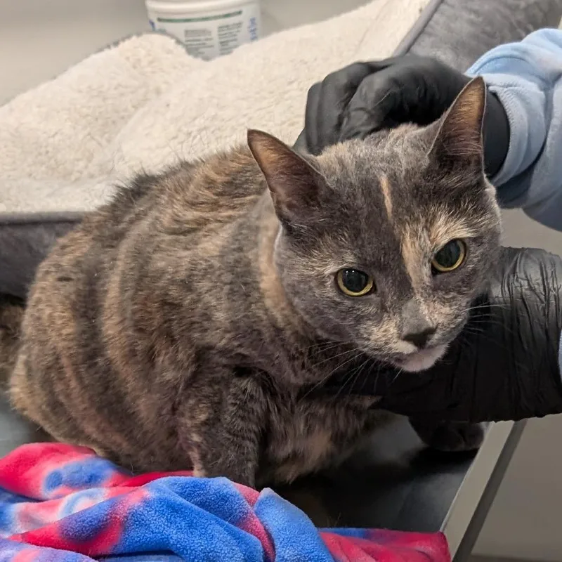 A senior extra large-sized female Tortoiseshell Domestic Short Hair cat named Kallie for adoption in Spokane, WA
