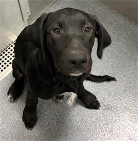 A baby large-sized female Mixed Breed dog named Pepper for adoption in Dallas, TX