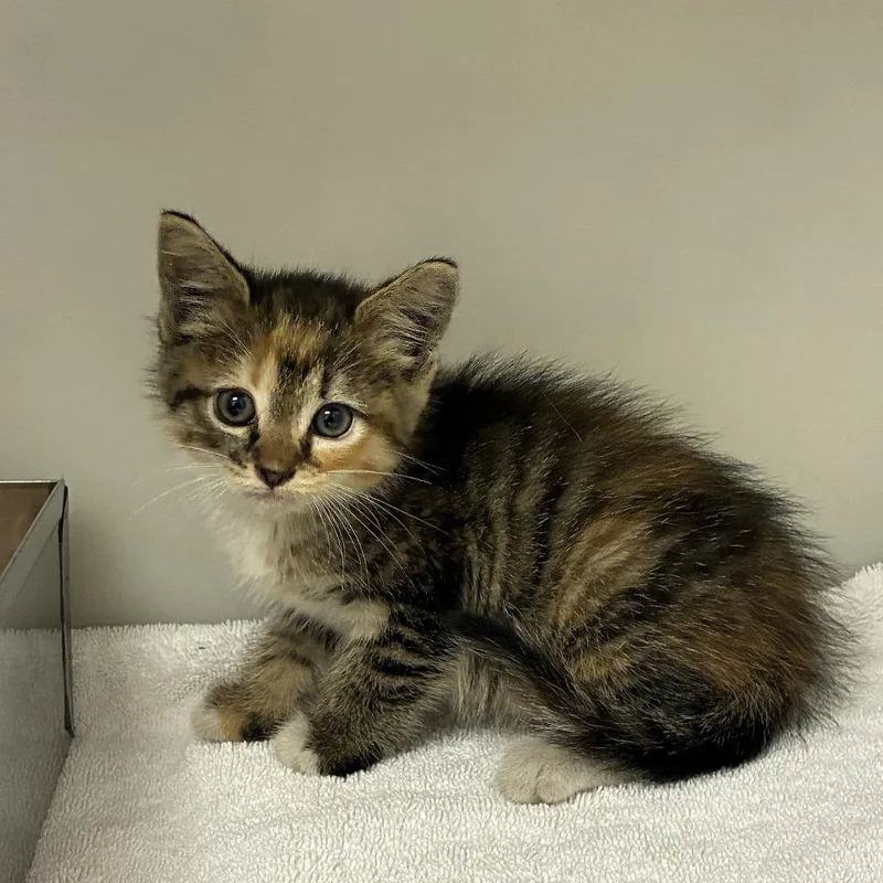 A baby small-sized female Calico Domestic Medium Hair cat named 71459 for adoption in Harrisonburg, VA