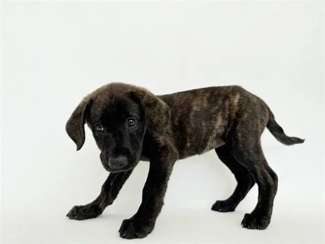 A baby small-sized female Terrier dog named Tot for adoption in Saint Louis, MO