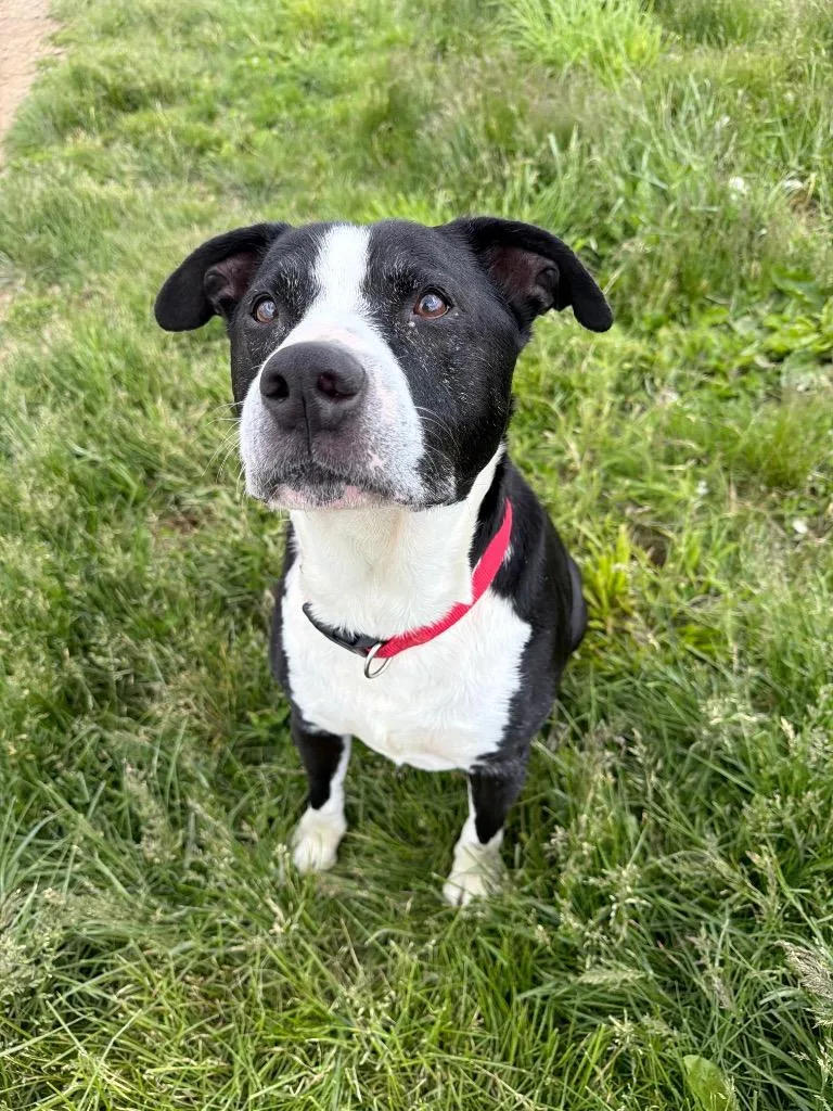 An adult large-sized male American Staffordshire Terrier dog named Felix for adoption in Pierceton, IN