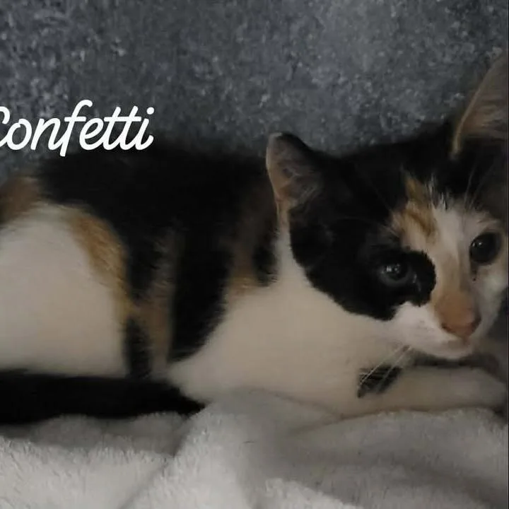 A baby small-sized female Calico Domestic Medium Hair cat named Confetti for adoption in Buchanan Dam, TX