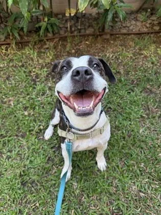 An adult large-sized female Mixed Breed dog named Zenon for adoption in Honolulu, HI