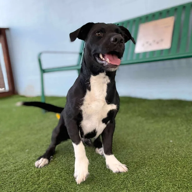 An adult medium-sized male Mixed Breed dog named Cooper for adoption in Bastrop, TX