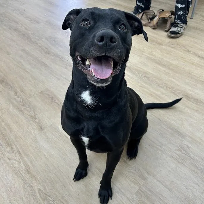 An adult small-sized female Black Labrador Retriever dog named SVASStray for adoption in Lyndhurst, VA