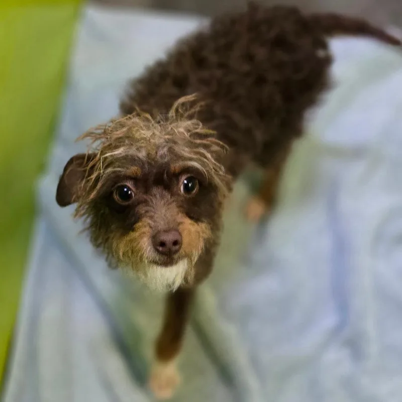 Miss Frizzle thumbnail 3