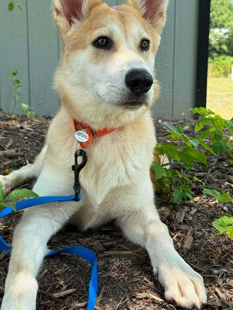 A young medium-sized female Husky dog named Oatmeal for adoption in Candler, NC