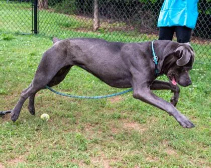 An adult large-sized female Mixed Breed dog named Sand Castle for adoption in Chamblee, GA