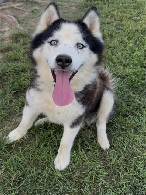 A senior medium-sized male Alaskan Malamute dog named Rocky for adoption in Conroe, TX