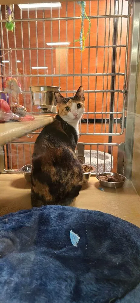 A young medium-sized female Black & White / Tuxedo Domestic Short Hair cat named Cinnamon for adoption in Carrollton, VA