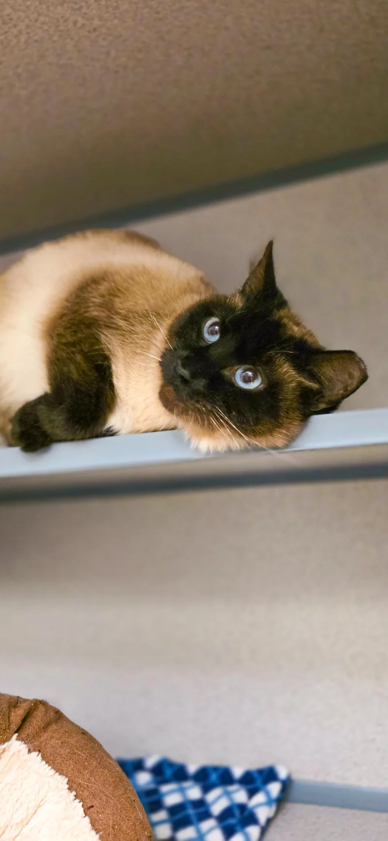 An adult medium-sized female Seal Point Siamese cat named Ruby Siamese for adoption in Grass Valley, CA