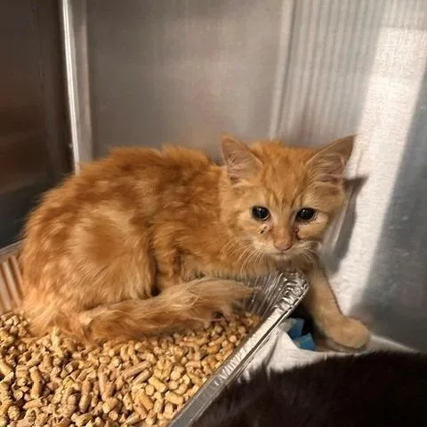 A baby small-sized female Orange / Red Domestic Short Hair cat named Cream Soda for adoption in Greensboro, NC