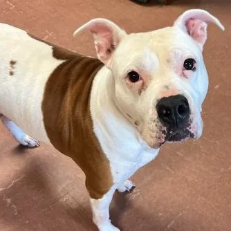 An adult large-sized female White / Cream Terrier dog named Eleanor for adoption in Rapid City, SD
