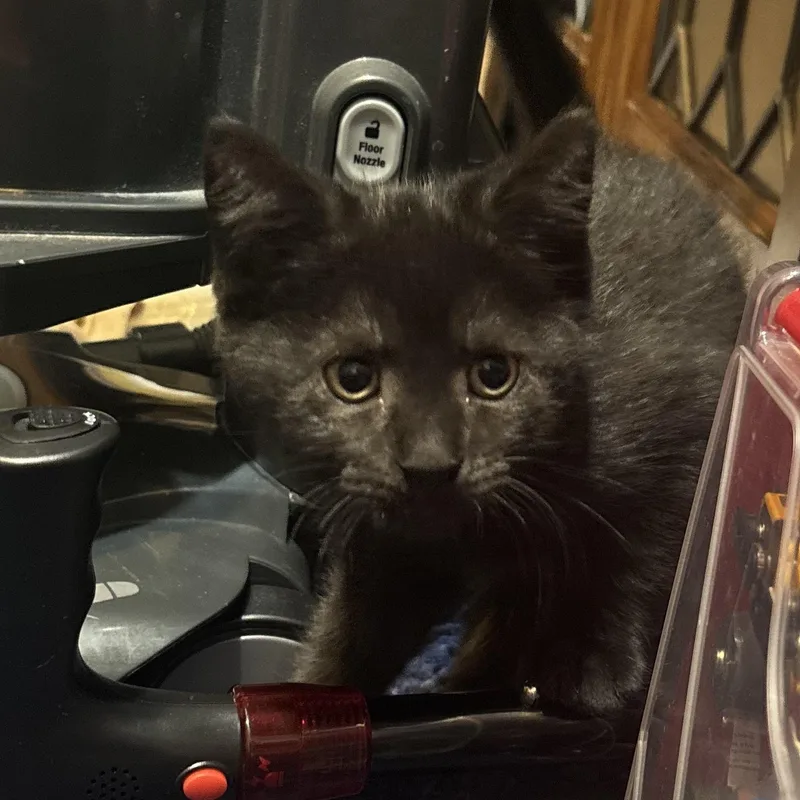A baby medium-sized male Black Domestic Short Hair cat named Howard for adoption in Beltsville, MD
