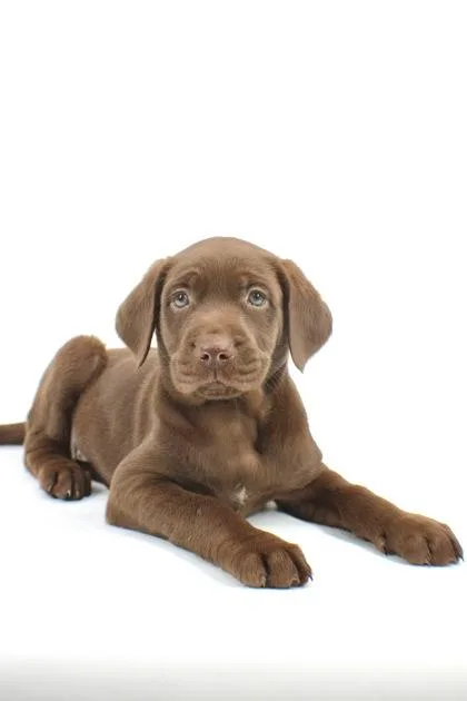 A baby medium-sized female Golden Retriever dog named Halo for adoption in Morton Grove, IL