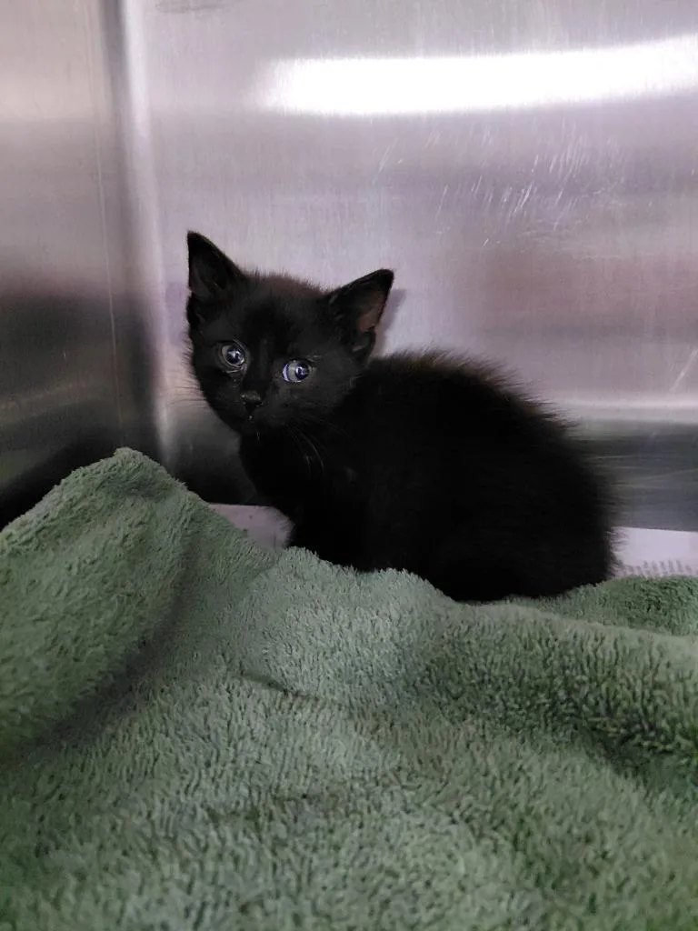 A baby small-sized female Domestic Medium Hair cat named Lilah for adoption in Henderson, NC