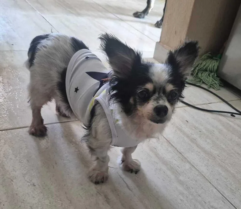 An adult small-sized female Tricolor (Brown, Black, & White) Pekingese dog named Cuca for adoption in Naranjito, PR
