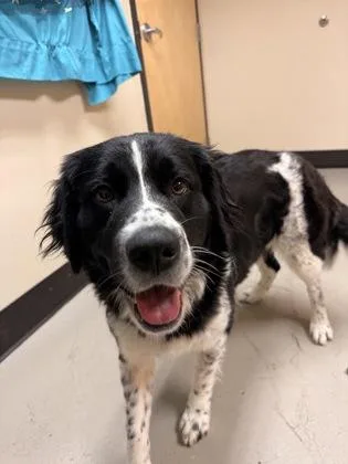 An adult large-sized female Black Mixed Breed dog named Ava for adoption in Bellingham, WA