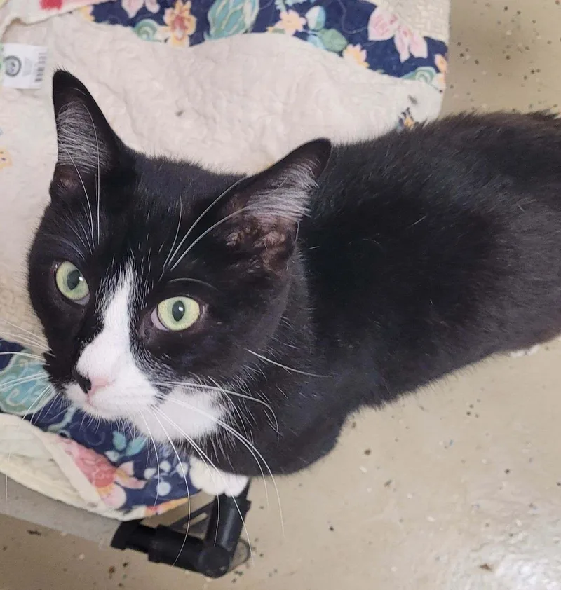 An adult medium-sized male Black & White / Tuxedo Tuxedo cat named Alvin for adoption in Gouldsboro, PA