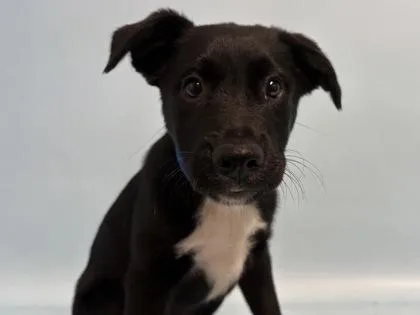 A baby small-sized male Labrador Retriever dog named Apple Strudel for adoption in Golden Valley, MN