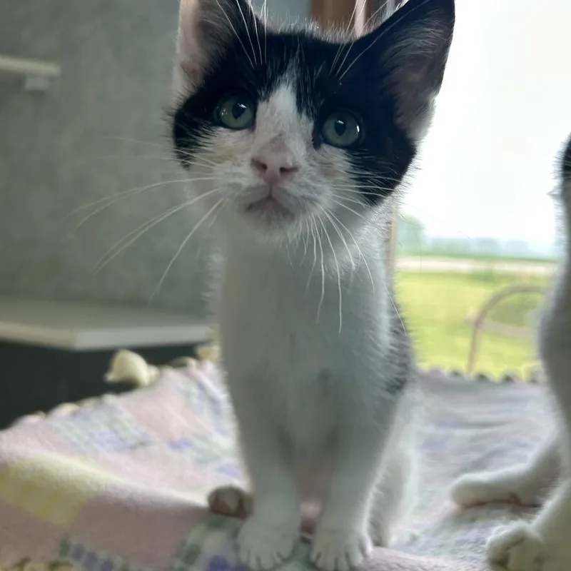 A young medium-sized female Domestic Short Hair cat named Mackinac for adoption in St. Clair, MI