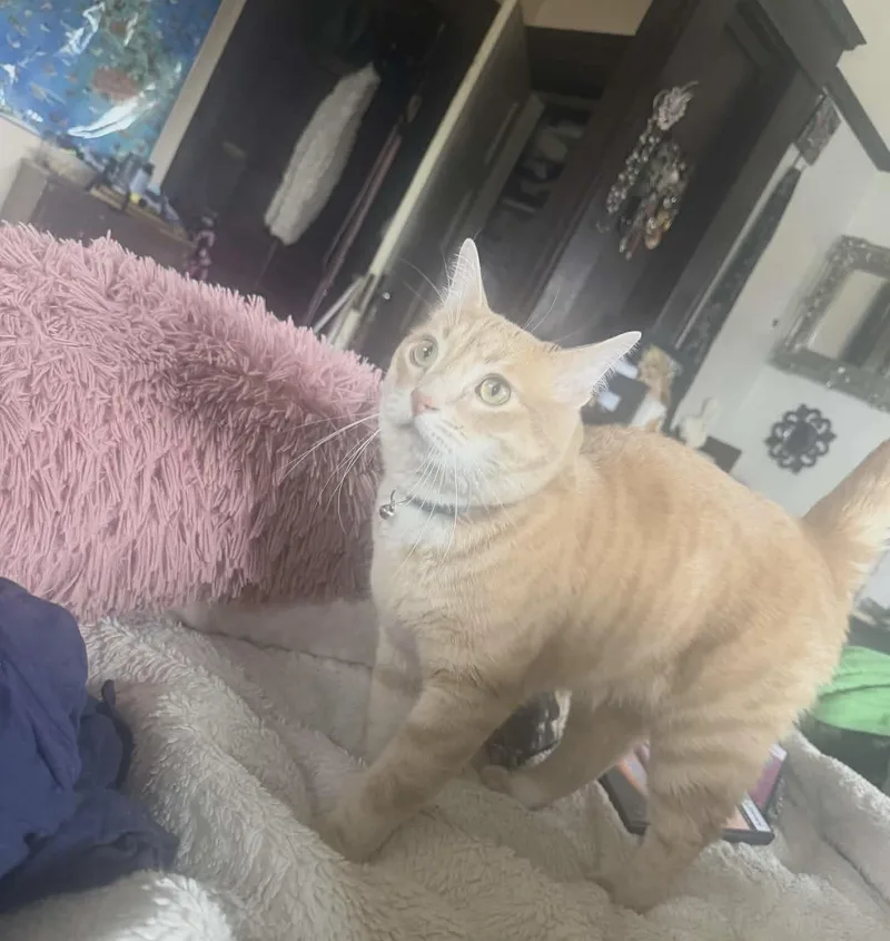 Oliver