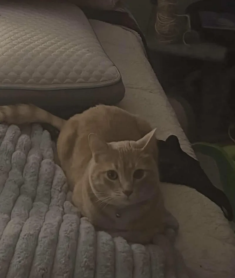 Oliver thumbnail 5