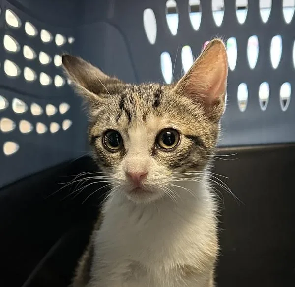 A baby small-sized female Domestic Short Hair cat named Toph for adoption in San Diego, CA