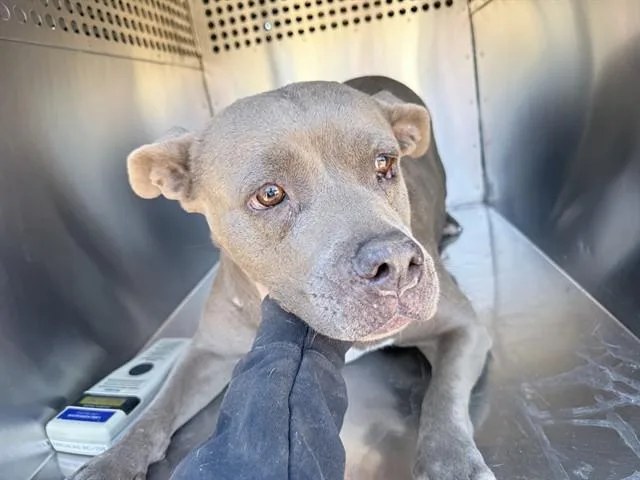 An adult large-sized female Pit Bull Terrier dog named Melrose for adoption in Phoenix, AZ