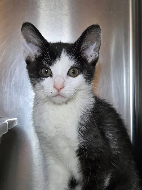 A baby small-sized female Domestic Short Hair cat named Wednesday for adoption in Millersville, MD